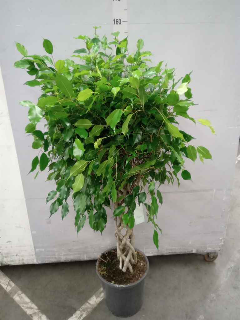 Горшечные цветы и растения оптом Ficus Benja.   ... от 1шт из Голландии с доставкой по России