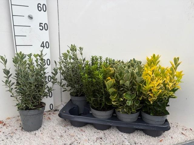Горшечные цветы и растения оптом Euonymus Jap Gem от 8шт из Голландии с доставкой по России