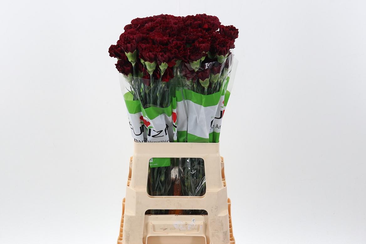 Срезанные цветы оптом Dianthus st zurigo от 80шт из Голландии с доставкой по России