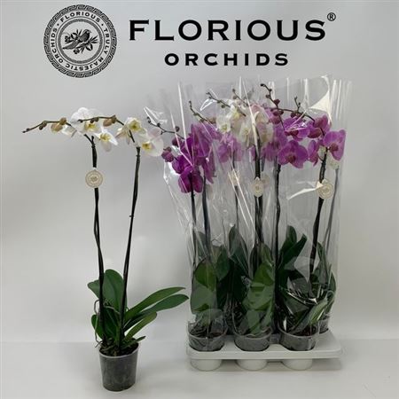 Горшечные цветы и растения оптом Phal 2st Mix Grandi 14+ (florious) от 6шт из Голландии с доставкой по России