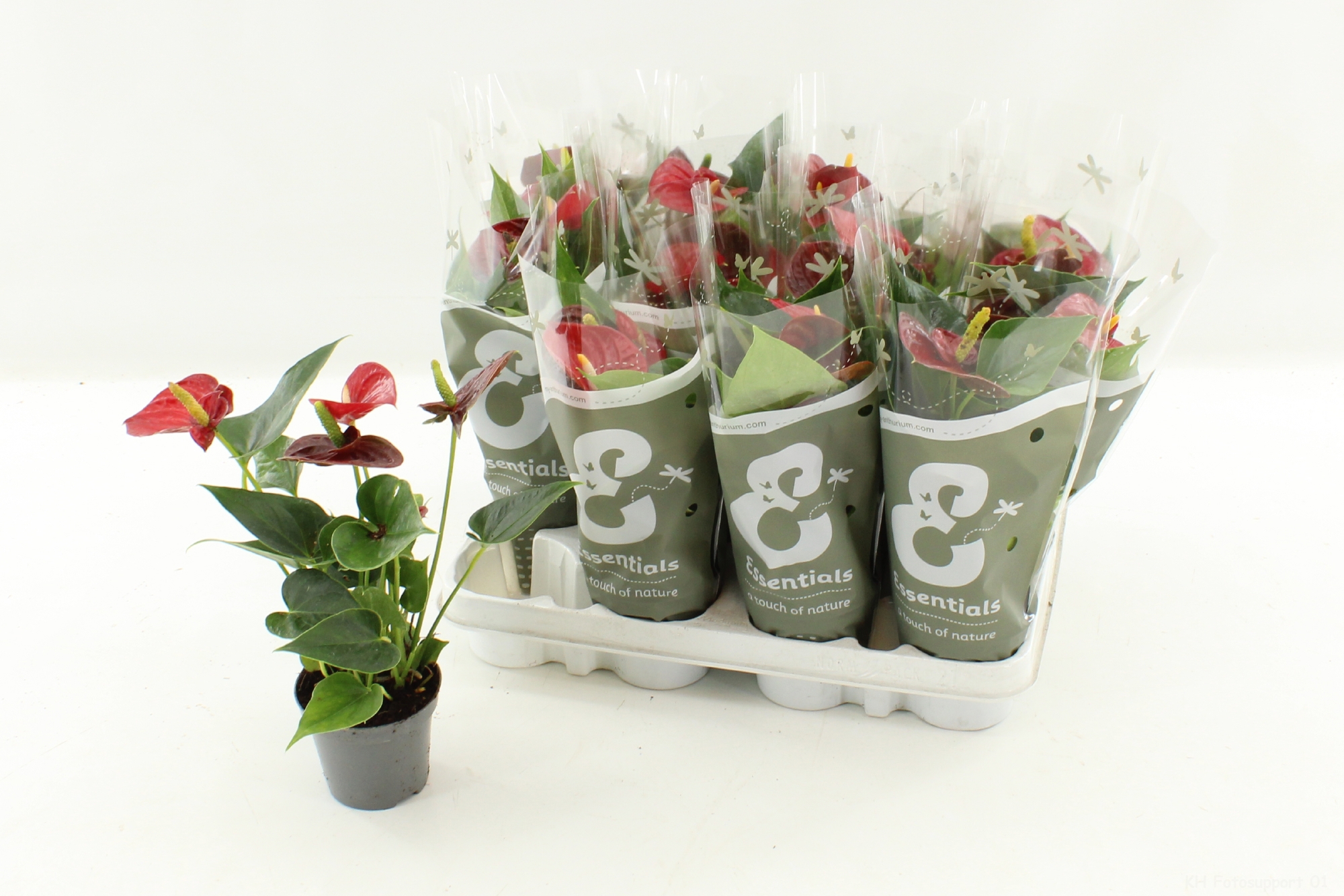 Горшечные цветы и растения оптом Anthu An Success Red от 12шт (для телеги) из Голландии с доставкой по России Горшечные цветы и растения оптом Anthu An Success Red от 12шт (для телеги) из Голландии с доставкой по России