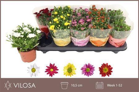 Горшечные цветы и растения оптом Chrysant Swifty Mix 10,5cm от 10шт из Голландии с доставкой по России