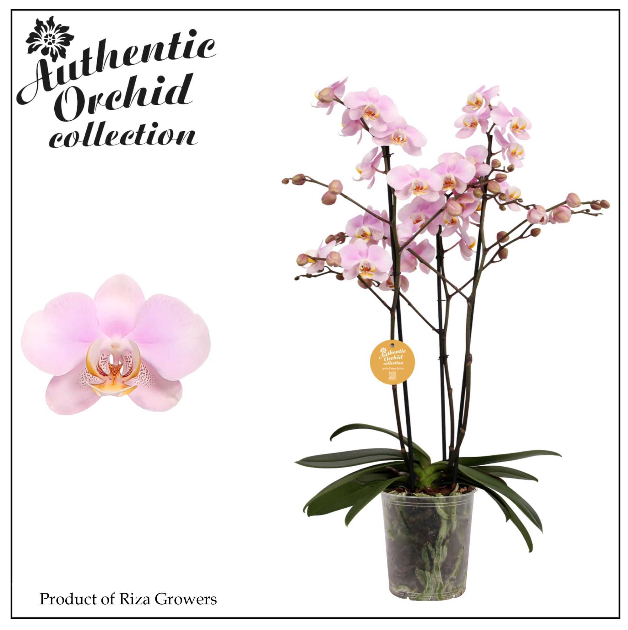 Горшечные цветы и растения оптом Phal 3st Marvellous Light Pink 40+ Authentic (orch от 6шт из Голландии с доставкой по России