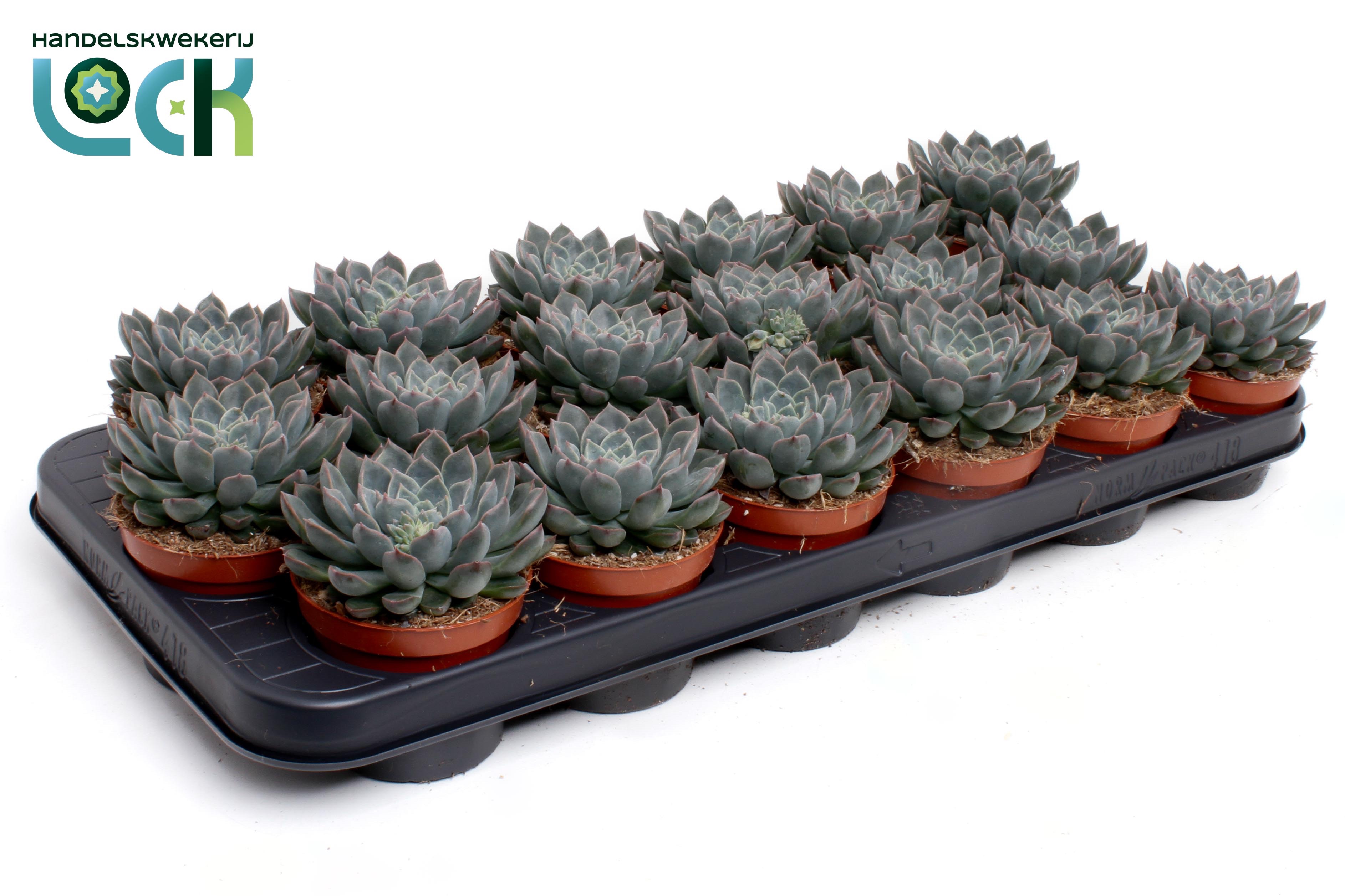 Горшечные цветы и растения оптом Echeveria Orion от 18шт (для телеги) из Голландии с доставкой по России