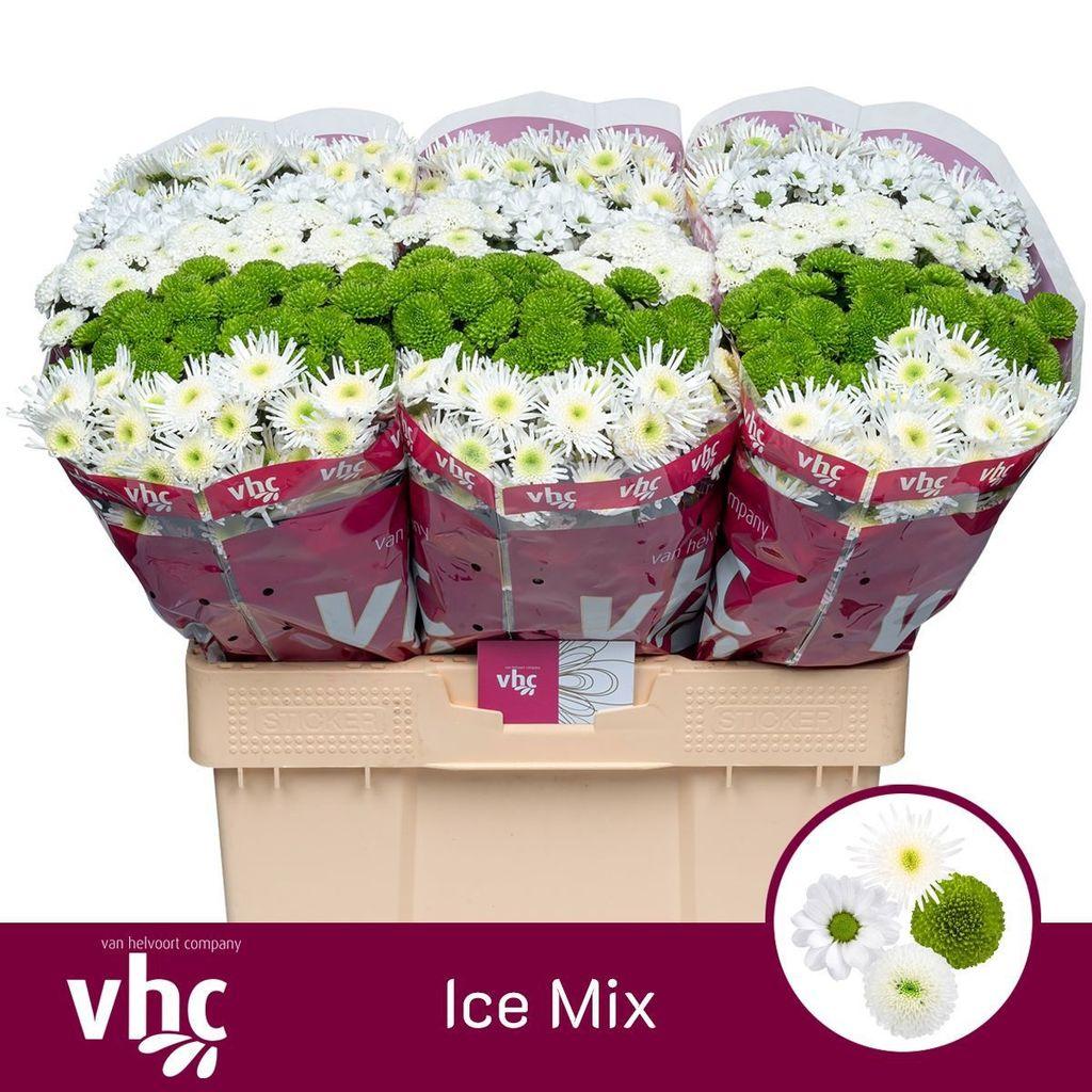 Срезанные цветы оптом Chrys sa mix cold от 75шт из Голландии с доставкой по России