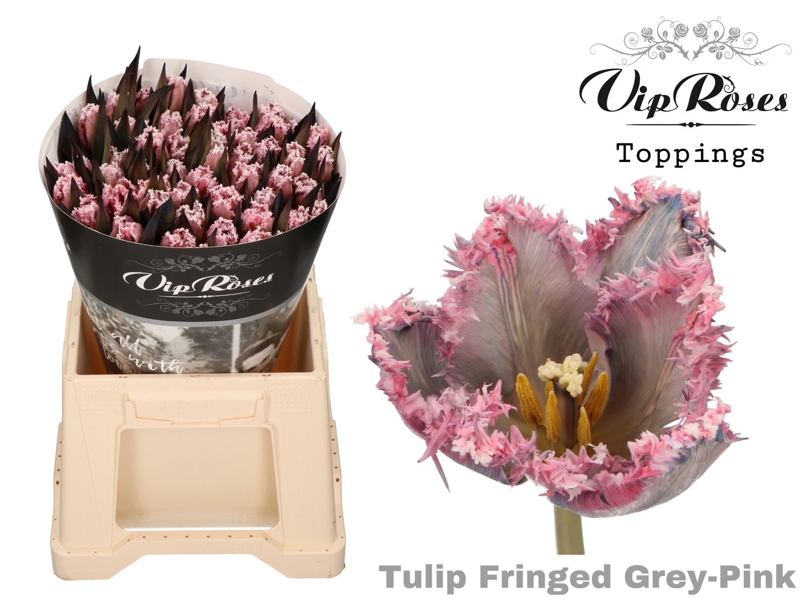 Срезанные цветы оптом Tulipa fr paint grey pink от 50шт из Голландии с доставкой по России