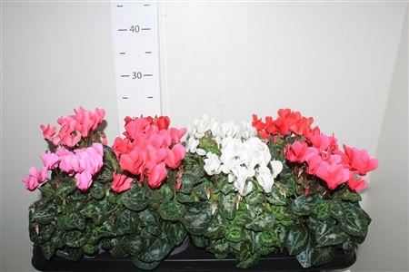 Горшечные цветы и растения оптом Cycl Kl Sup Carino от 8шт (для телеги) из Голландии с доставкой по России