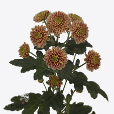 Срезанные цветы оптом Chrys sa ellison salmon от 50шт из Голландии с доставкой по России