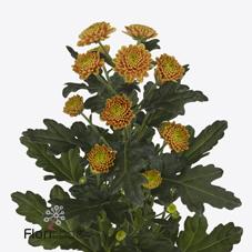 Срезанные цветы оптом Chrys sa ellison orange от 75шт из Голландии с доставкой по России