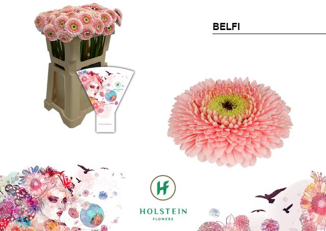 Срезанные цветы оптом Germini gerponi belfi от 80шт из Голландии с доставкой по России