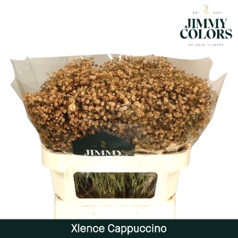 Срезанные цветы оптом Gyps large paint cappucino от 75шт из Голландии с доставкой по России