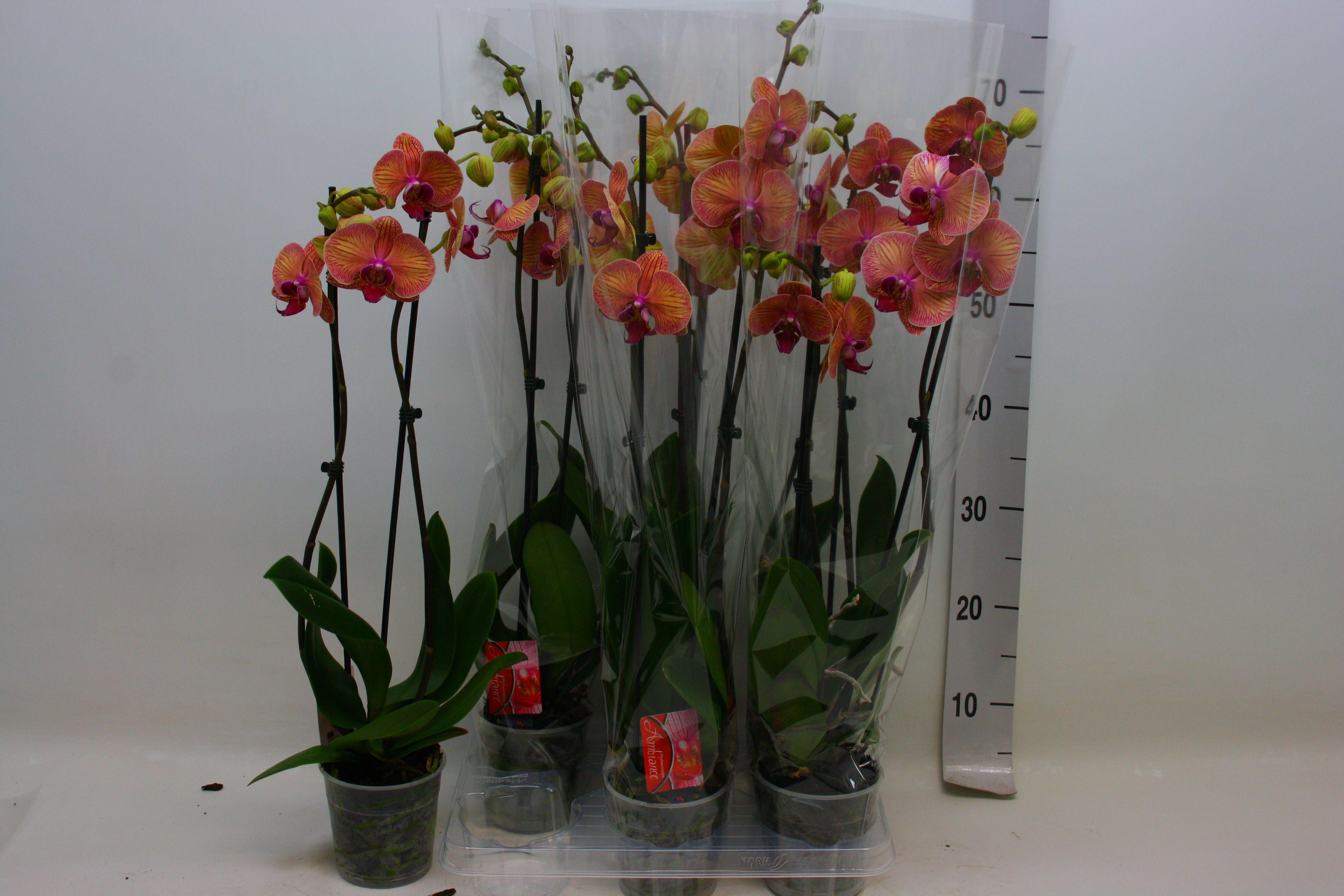 Горшечные цветы и растения оптом Phal Ov Oranje от 6шт из Голландии с доставкой по России