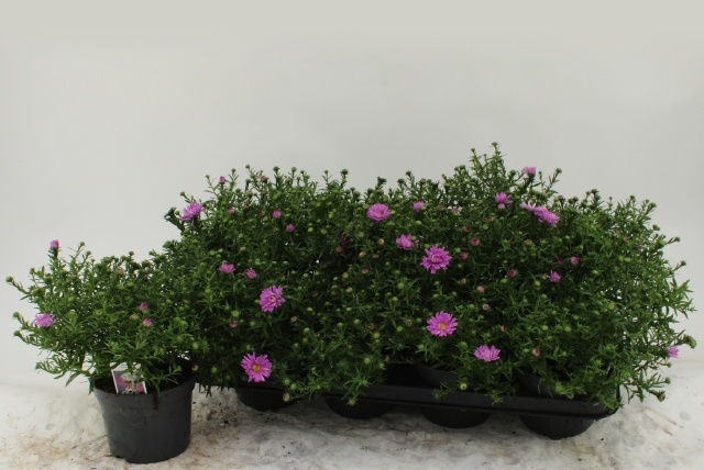 Горшечные цветы и растения оптом Aster D Al Ligh Pink от 8шт из Голландии с доставкой по России