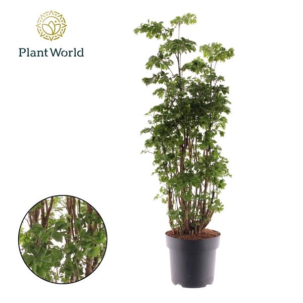 Горшечные цветы и растения оптом Polyscias Roble Branched от 3шт из Голландии с доставкой по России