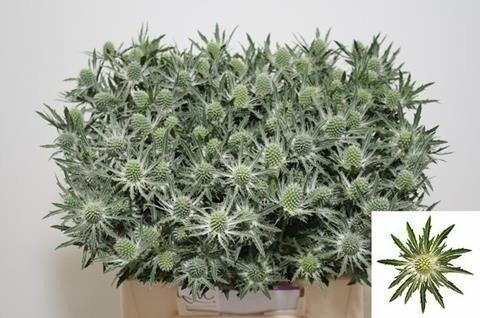 Срезанные цветы оптом Eryngium sirius от 60шт из Голландии с доставкой по России