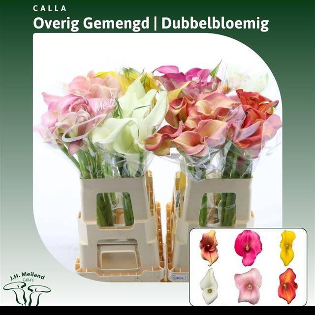 Срезанные цветы оптом Zantedeschia mix in bucket от 40шт из Голландии с доставкой по России