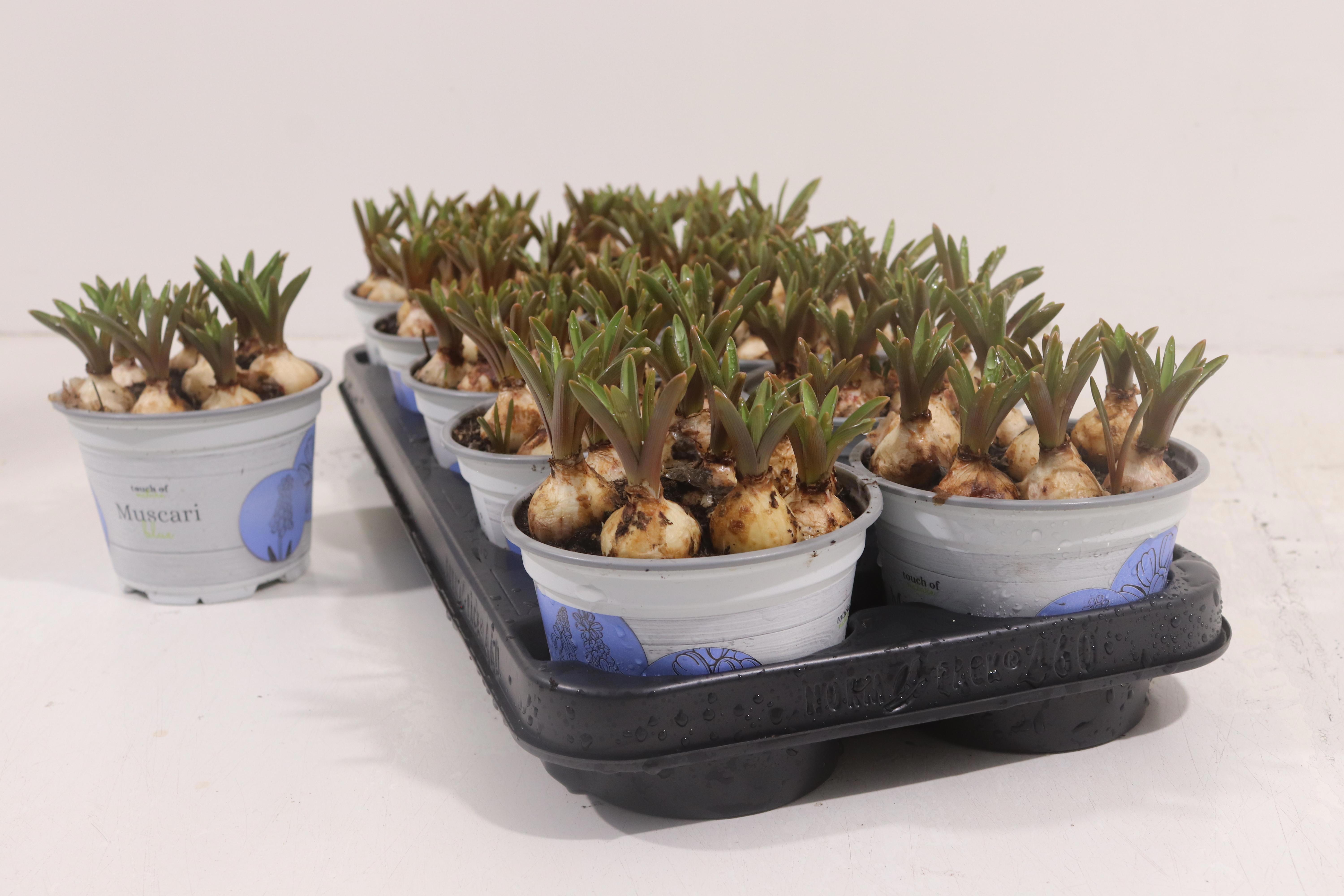 Горшечные цветы и растения оптом Muscar Armeniacum от 10шт из Голландии с доставкой по России Горшечные цветы и растения оптом Muscar Armeniacum от 10шт из Голландии с доставкой по России