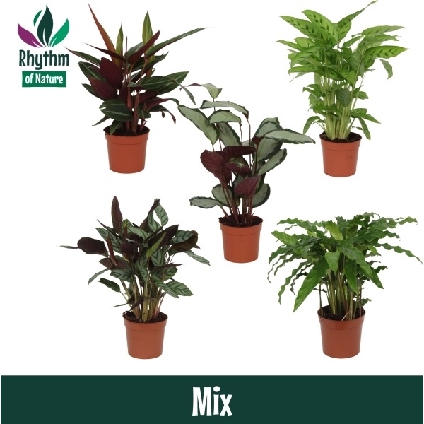 Горшечные цветы и растения оптом Calathea Mix (rhythm Of Nature) от 10шт из Голландии с доставкой по России