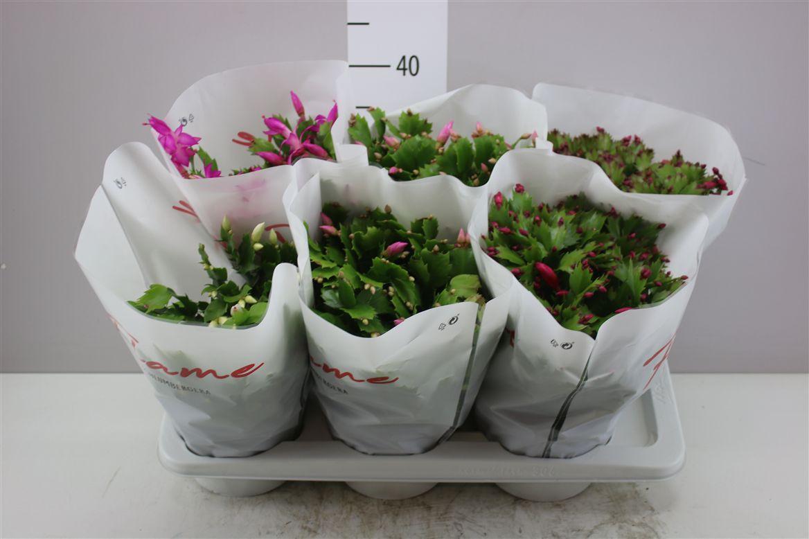 Горшечные цветы и растения оптом Schlumbergera Flame Gemengd от 6шт из Голландии с доставкой по России