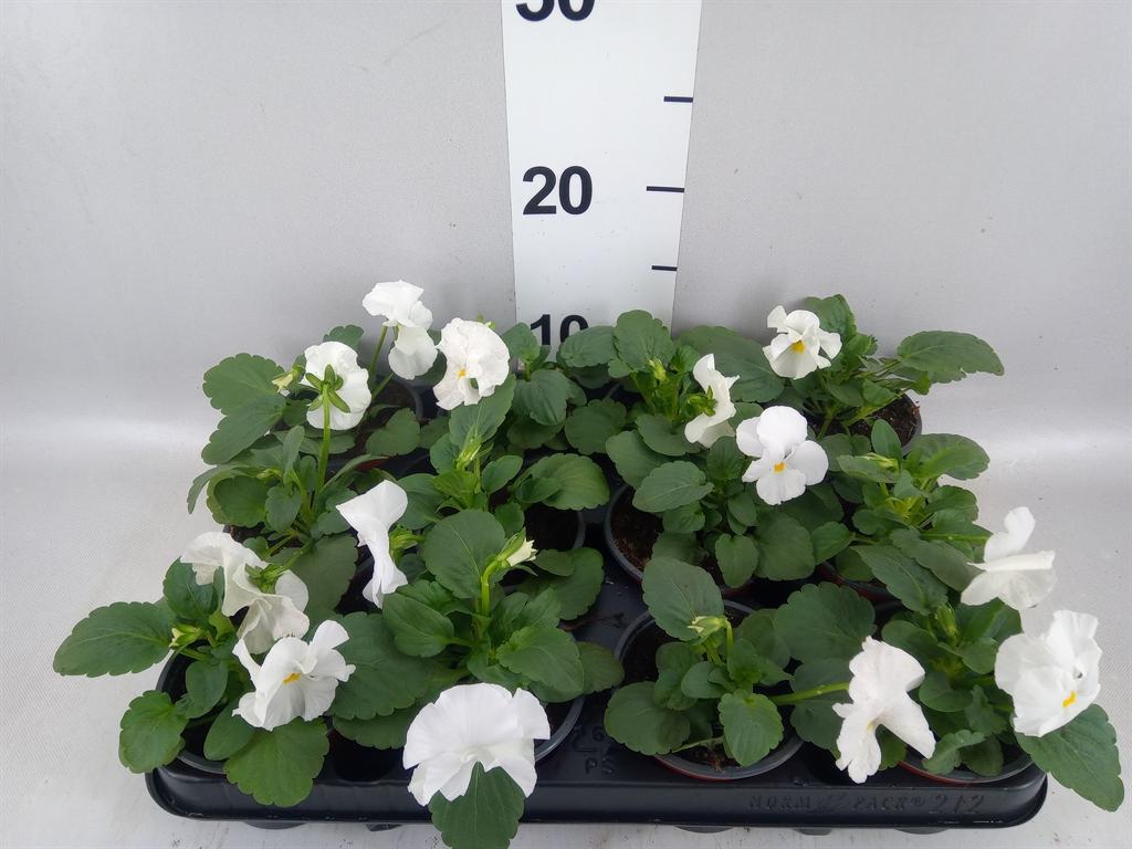 Горшечные цветы и растения оптом Viola Wr. delta Pure White от 12шт (для телеги) из Голландии с доставкой по России