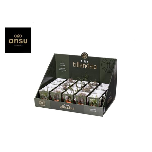 Горшечные цветы и растения оптом Tillandsia Mix In Terracotta Pot от 20шт (для телеги) из Голландии с доставкой по России