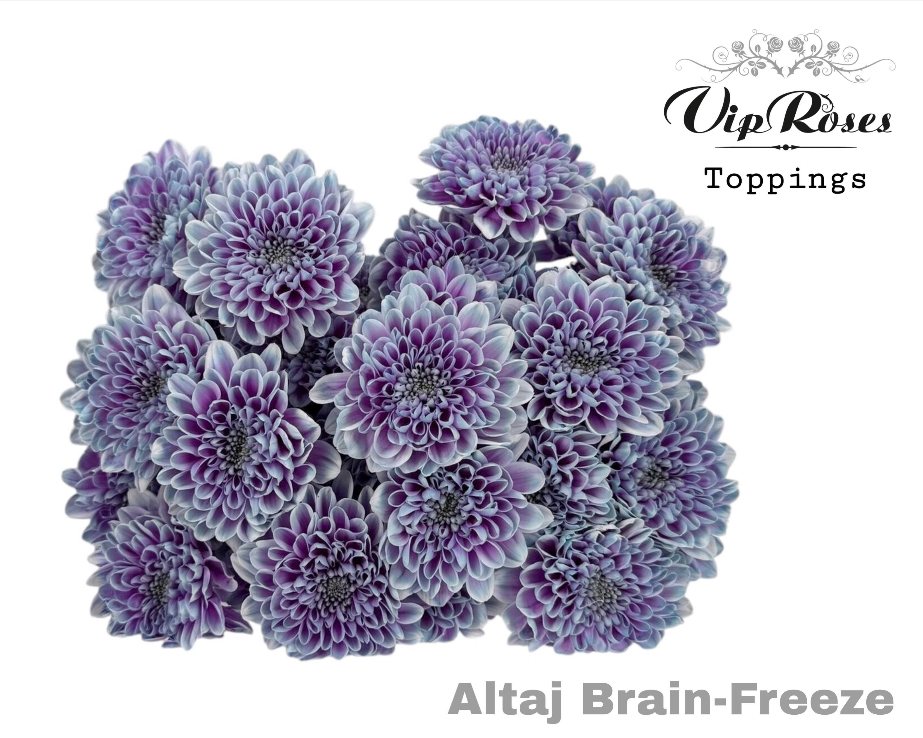 Срезанные цветы оптом Chrys bl paint altaj brain freeze от 20шт из Голландии с доставкой по России