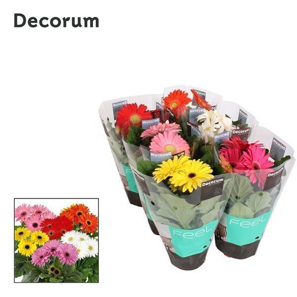 Горшечные цветы и растения оптом Gerbera Mix 2+ (decorum) от 10шт' из Голландии с доставкой по России