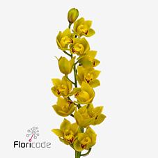 Срезанные цветы оптом Minicymbidium wish flor от 4шт из Голландии с доставкой по России