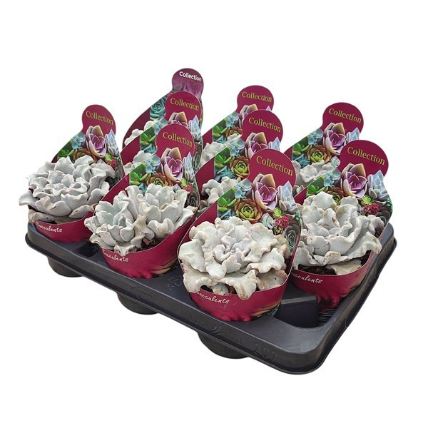 Горшечные цветы и растения оптом Echeveria Ballet Dancer Potcover от 9шт из Голландии с доставкой по России