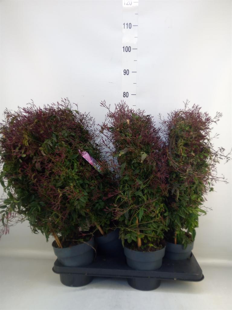 Горшечные цветы и растения оптом Jasminum Polyanthum от 4шт из Голландии с доставкой по России