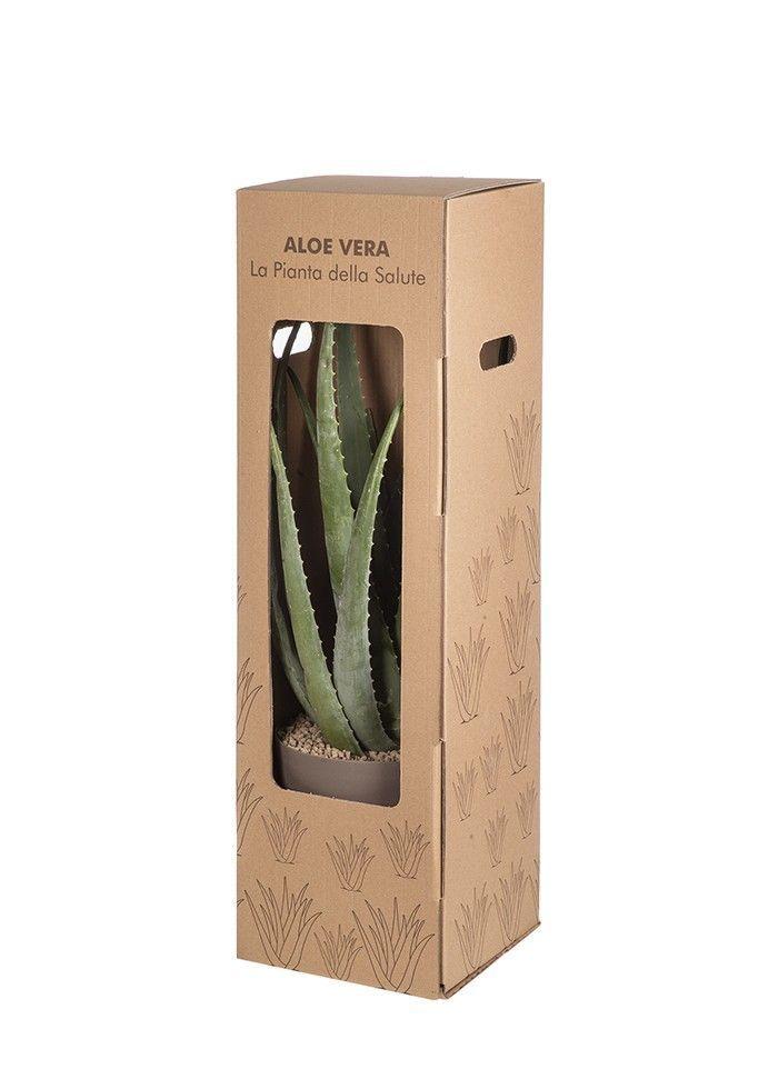 Горшечные цветы и растения оптом Aloe Vera In Box от 1шт из Голландии с доставкой по России