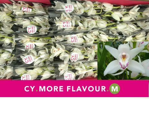 Срезанные цветы оптом Minicymbidium white insigne от 20шт из Голландии с доставкой по России