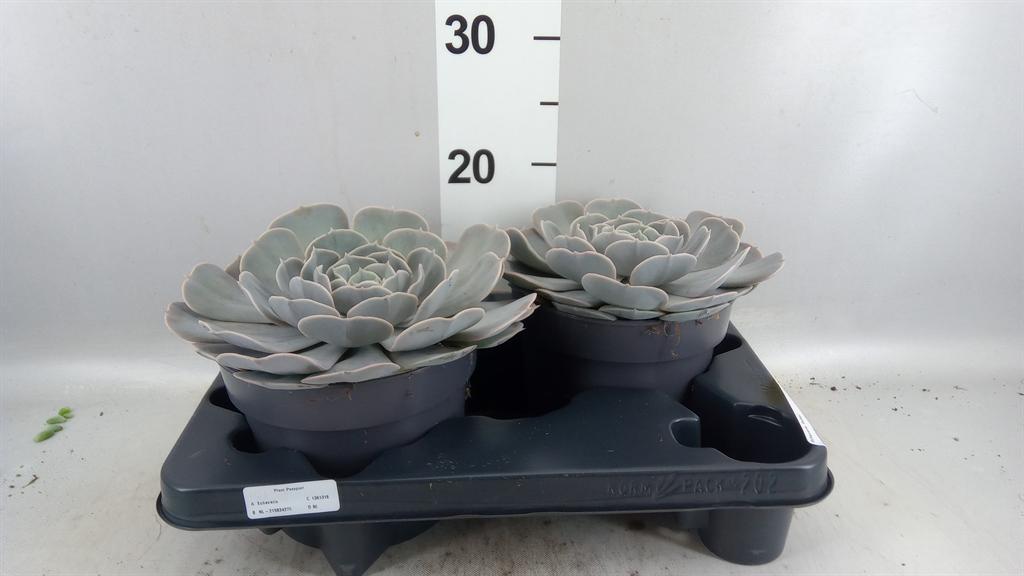 Горшечные цветы и растения оптом Echeveria pollux от 2шт из Голландии с доставкой по России