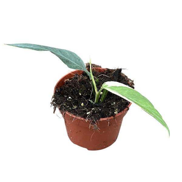 Горшечные цветы и растения оптом Epipremnum Pinnatum Ghostie от 1шт из Голландии с доставкой по России