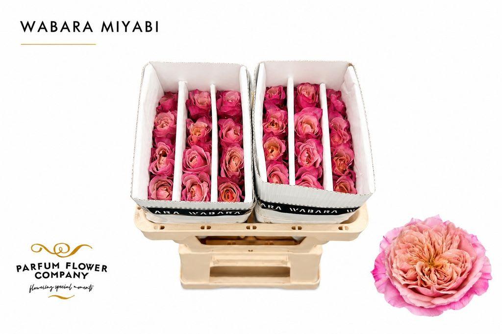 Срезанные цветы оптом Rosa garden wabara miyabi от 24шт из Голландии с доставкой по России