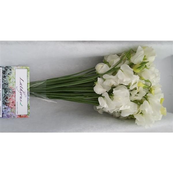 Срезанные цветы оптом Lathyrus winter sunshine white от 50шт из Голландии с доставкой по России
