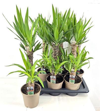 Горшечные цветы и растения оптом Yucca 45-20 2+ от 6шт из Голландии с доставкой по России