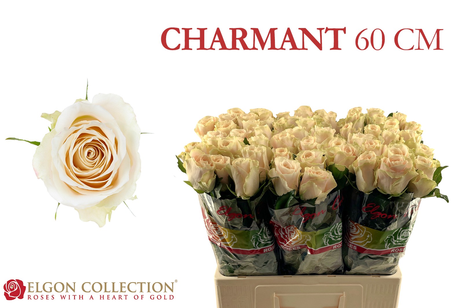 Срезанные цветы оптом Rosa large charmant от 60шт из Голландии с доставкой по России