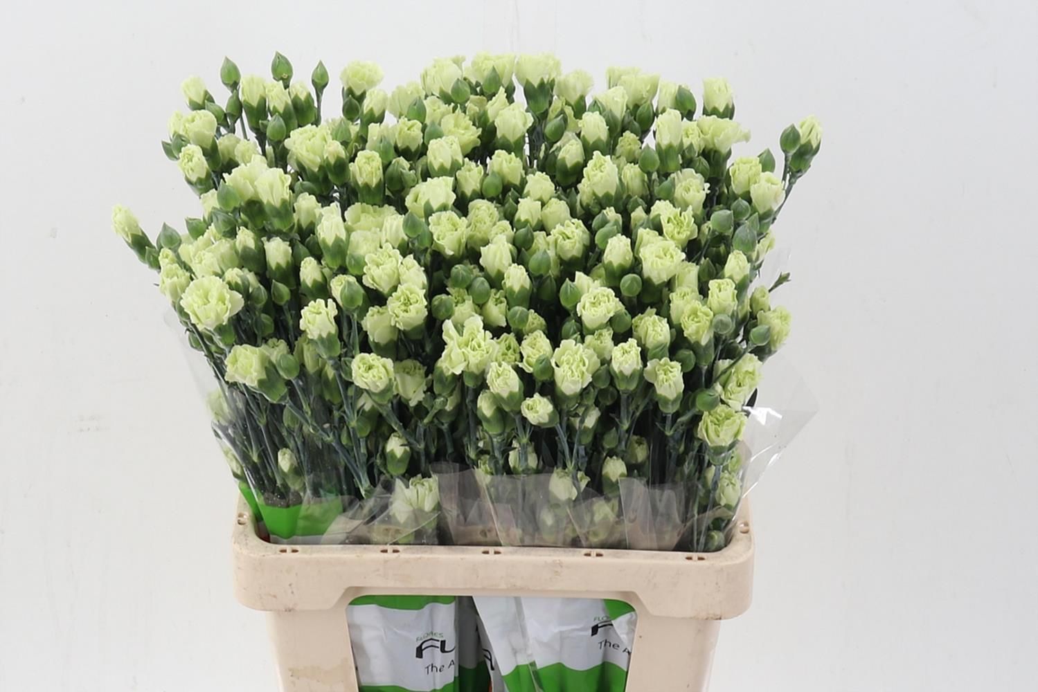 Срезанные цветы оптом Dianthus sp rascal green от 100шт из Голландии с доставкой по России