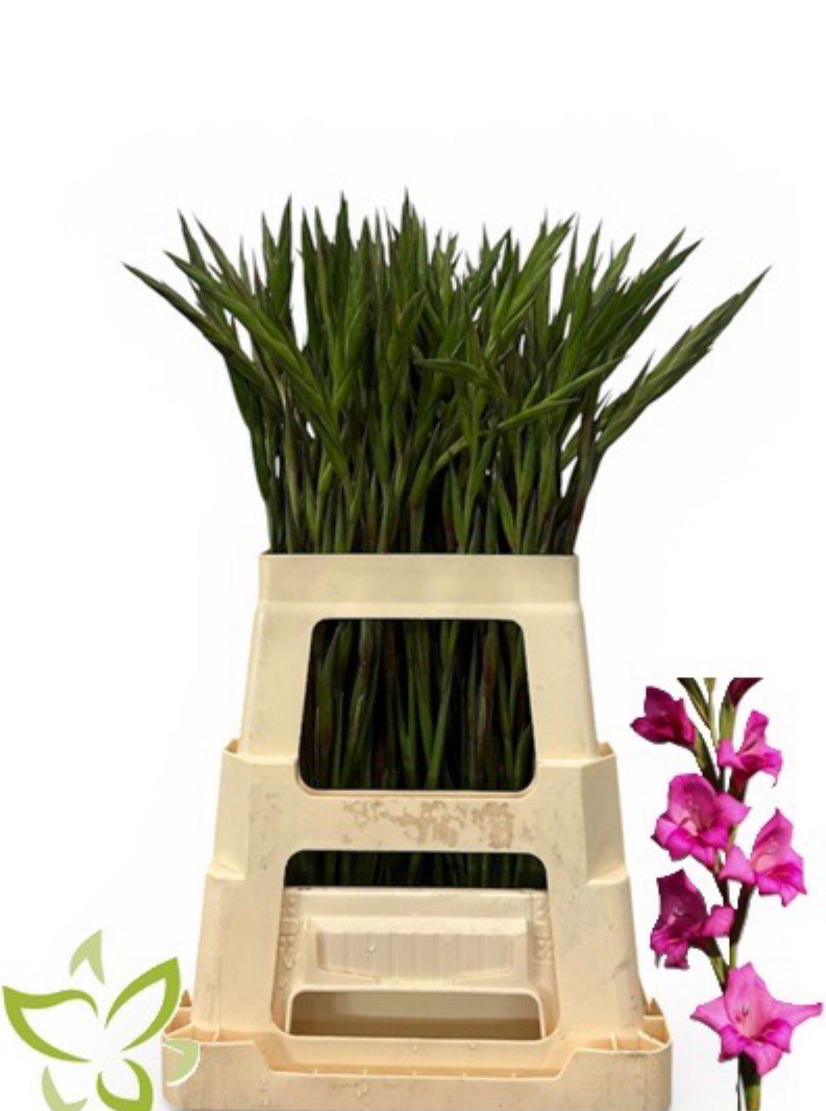 Срезанные цветы оптом Gladiolus la summer jewel от 100шт из Голландии с доставкой по России