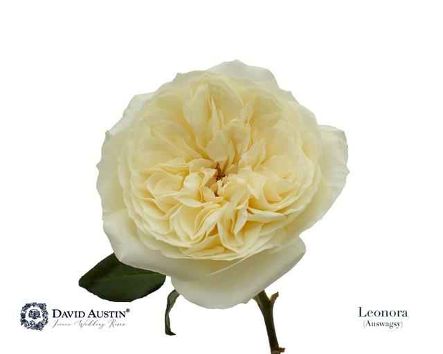 Срезанные цветы оптом Rosa la austin leonora от 12шт. из Голландии с доставкой по России