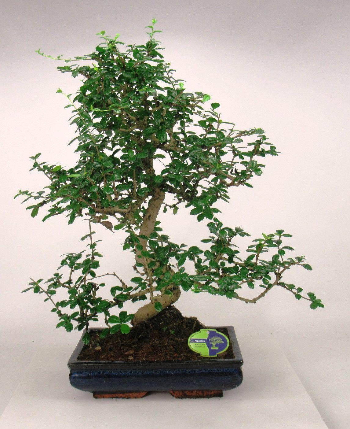 Горшечные цветы и растения оптом Carmona Macrophylla, 35cm., Shape, Without Drip Tr от 1шт из Голландии с доставкой по России