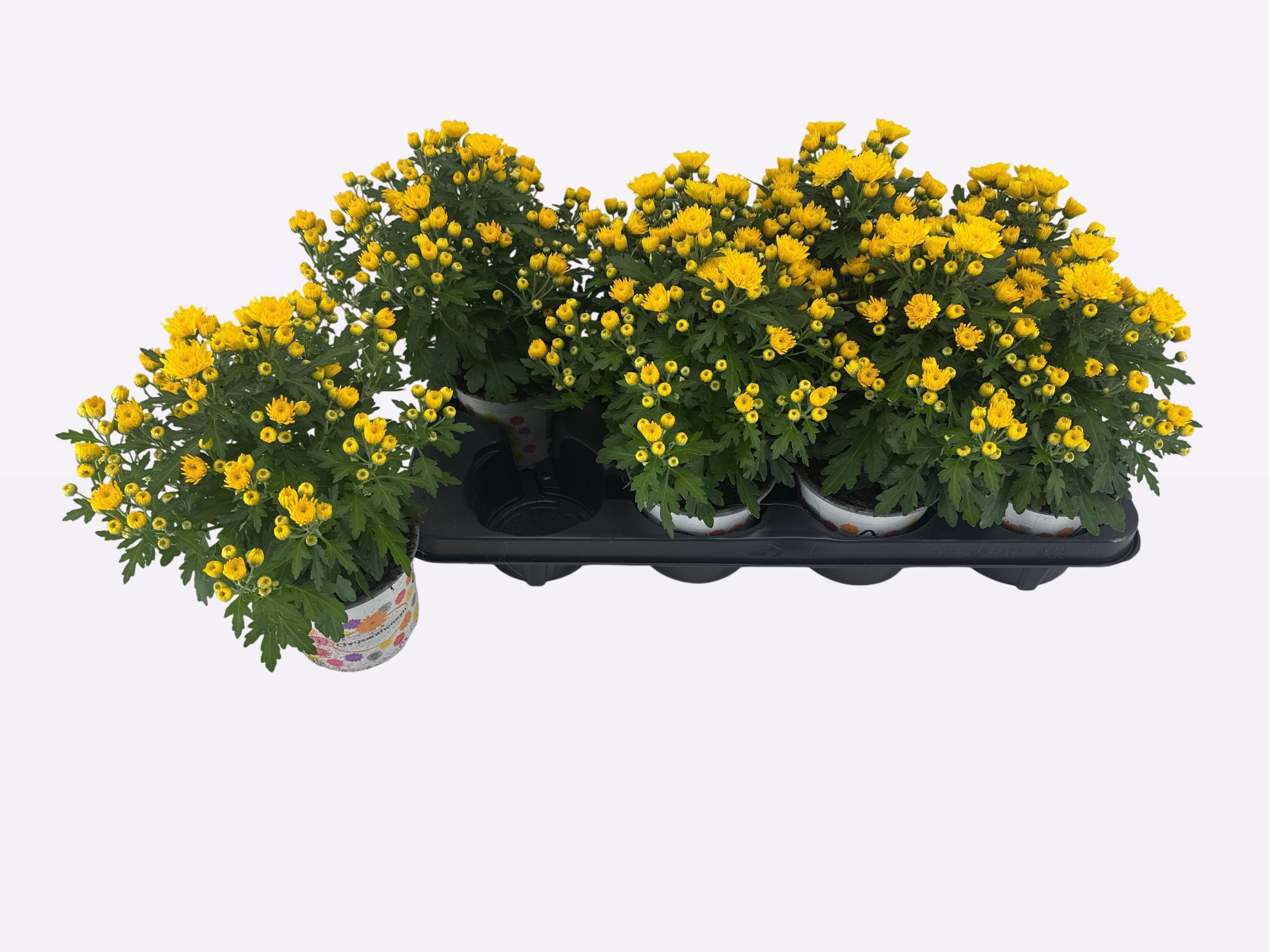 Горшечные цветы и растения оптом Chry Bl Beau Yellow от 8шт из Голландии с доставкой по России