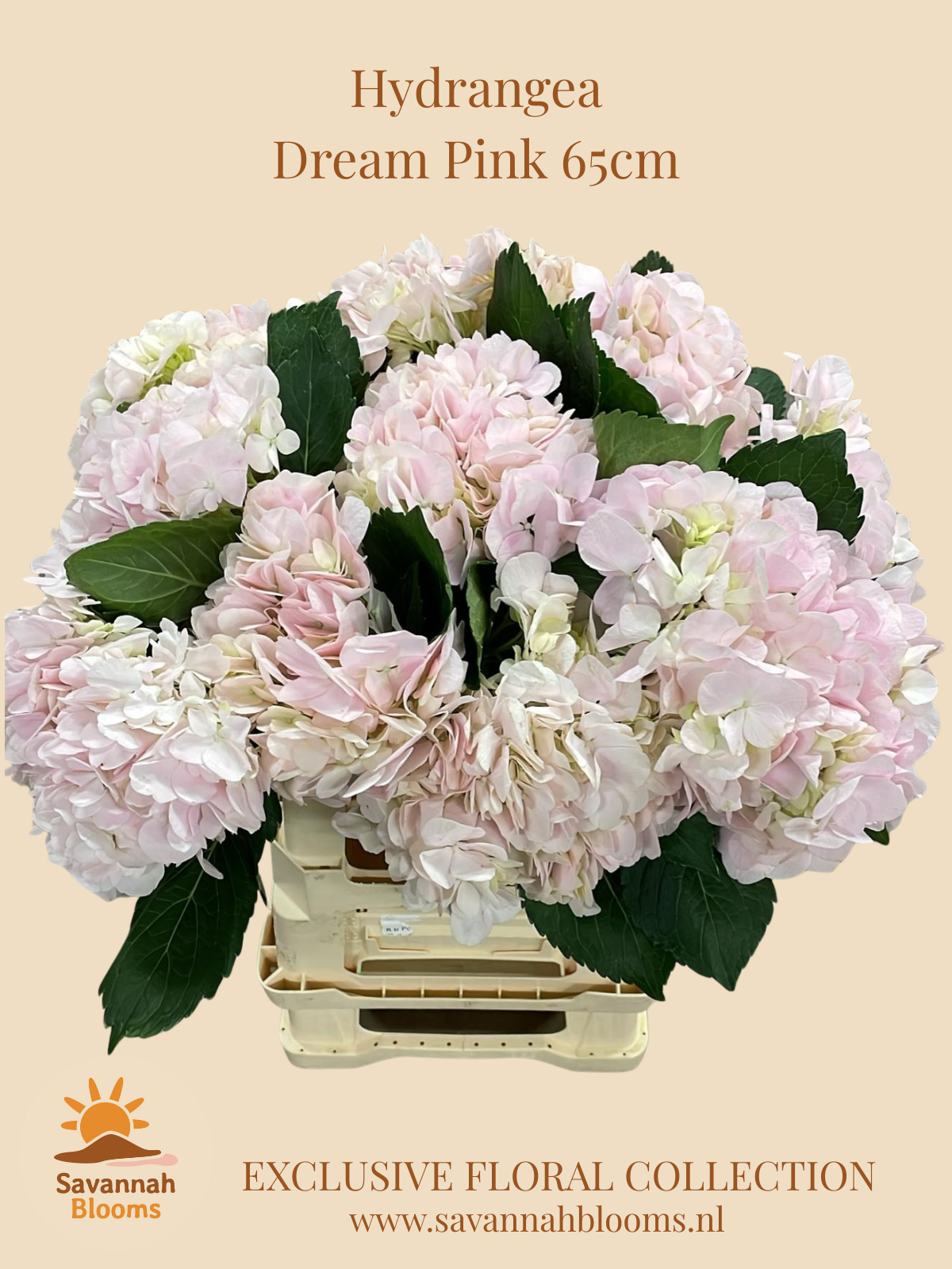 Срезанные цветы оптом Hydrangea dream pink от 10шт из Голландии с доставкой по России