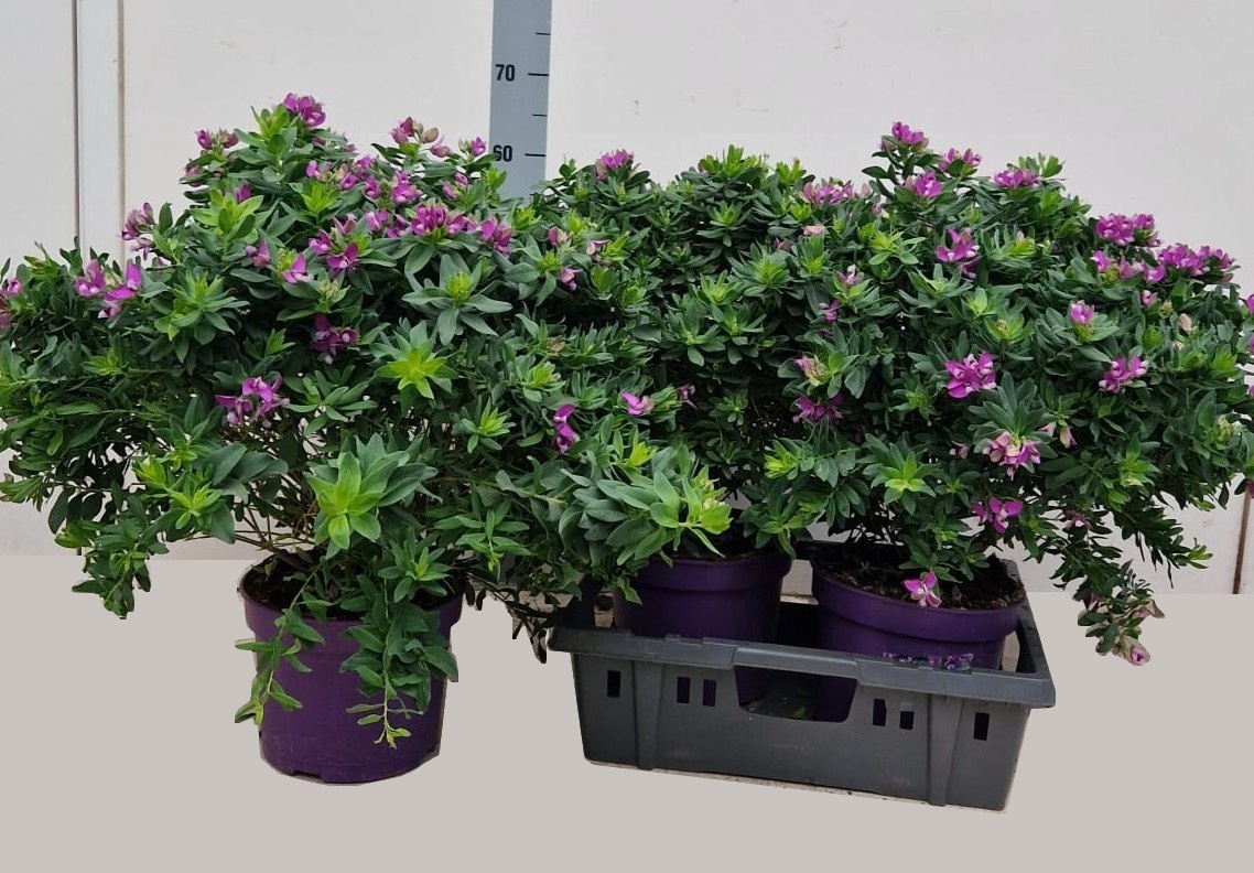 Горшечные цветы и растения оптом Polyga Myrtifolia от 3шт из Голландии с доставкой по России