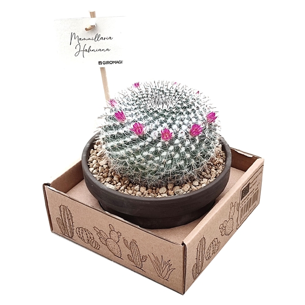 Горшечные цветы и растения оптом Mammillaria Hahniana In Terracotta от 1шт из Голландии с доставкой по России