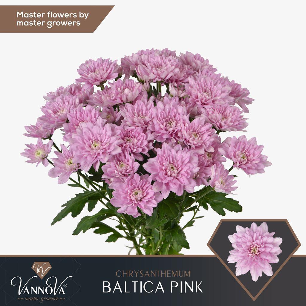 Срезанные цветы оптом Chrys sp baltica pink от 80шт из Голландии с доставкой по России