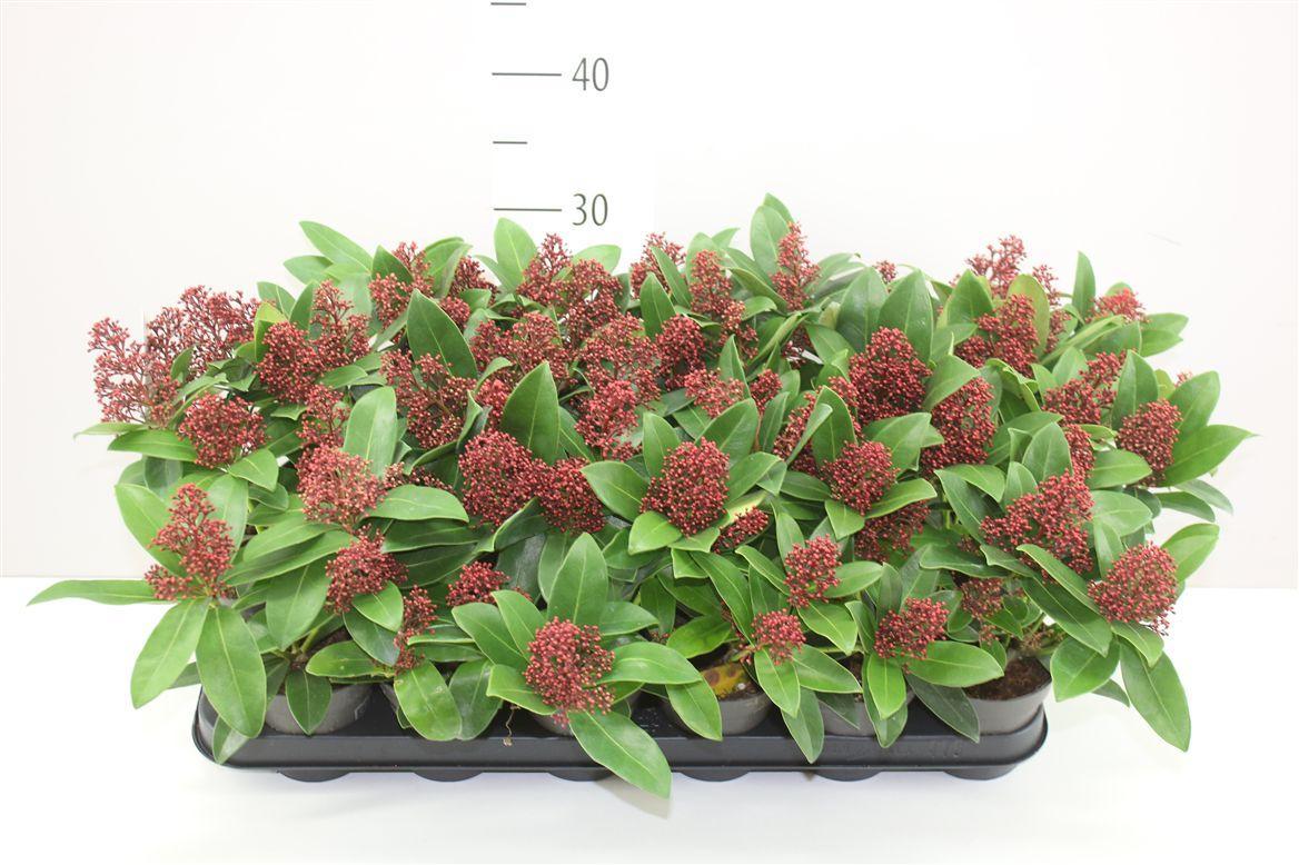 Горшечные цветы и растения оптом Skimmia Jap. Rubella 3+ от 18шт из Голландии с доставкой по России