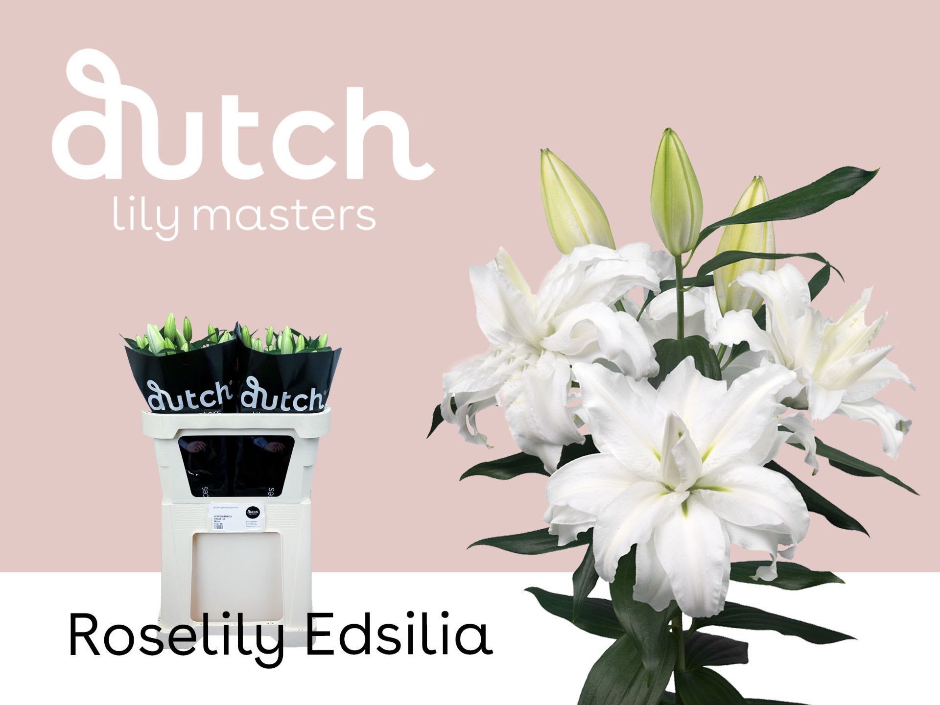 Срезанные цветы оптом Lilium or dbl roselily edsilla от 20шт из Голландии с доставкой по России