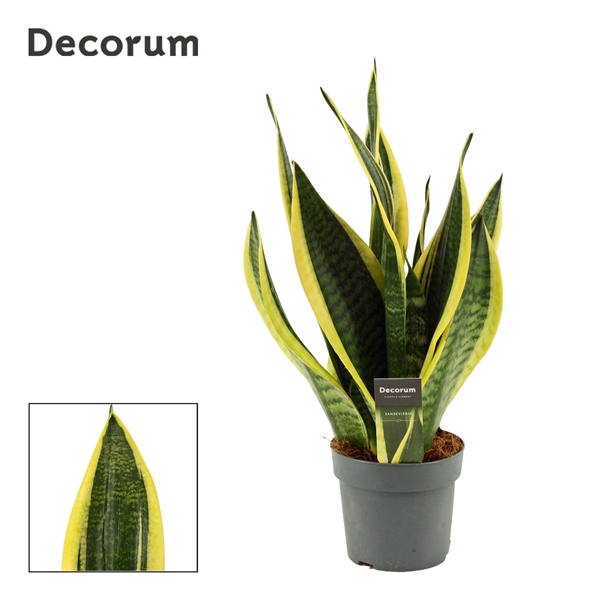 Горшечные цветы и растения оптом Sansevieria Superba (decorum) от 7шт из Голландии с доставкой по России